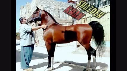 اسب شازده خان