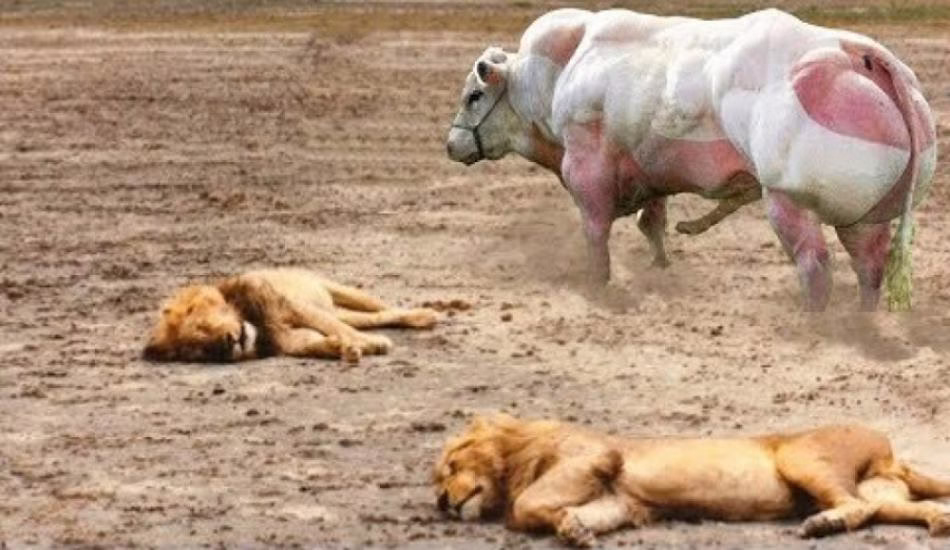 برخورد بوفالو … با حیوان های وحشی شیر و یوزپلنگ