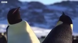 بهترین دعوا های جفت گیری حیوانات | 5 مورد برتر | نبینی از دستت رفته