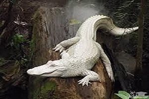 جدال دیدنی دو تمساح با همدیگر