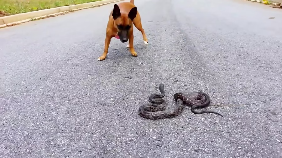 جنگ بی رحمانه و وحشیانه گربه با مار کبرا