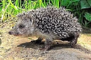 جنگ جوجه تیقی با فیل وحشی