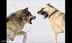 جنگ سگ سراب با گرگ و کشتن گرگ وحشی