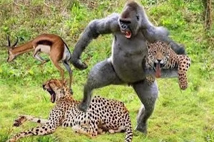 جنگ و نبرد حیوانات وحشی - شکار مرگبار