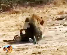 حمله شیر به بابون ها - فیلم ترسناک شکار حیوانات