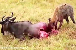 حمله گله کفتارها به گاو میش کوچک