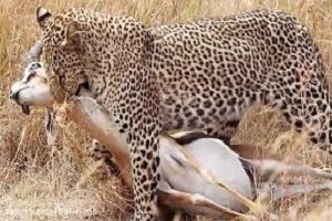 دردناک ترین صحنه های شکار گرازها توسط حیوانات وحشی,مستند,حیوانات,شکار