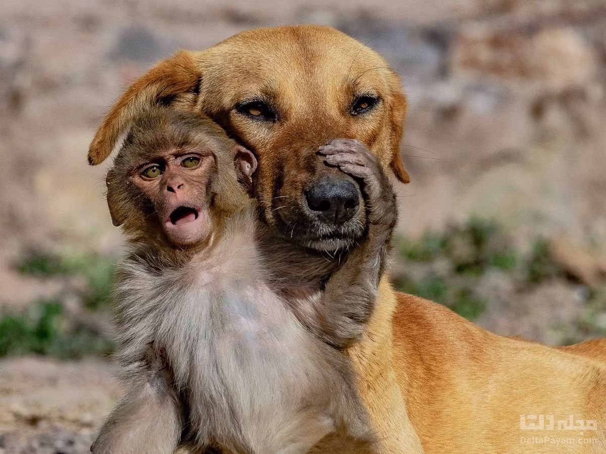 دوستی بچه میمون بامزه وسگها
