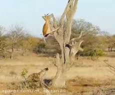 شکار آویزان از روی درخت و ناتوانی کفتار از خوردن