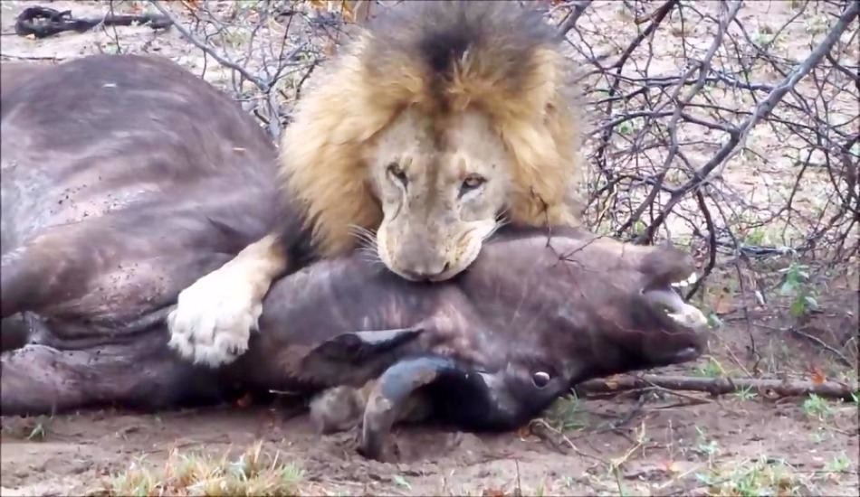 شکار بوفالو توسط شیر