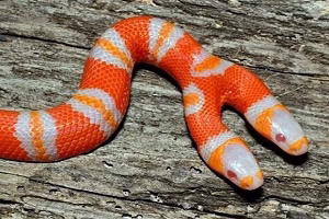 شکار شدن وحشیانه ی حیوانات مختلف توسط مار آناکوندا