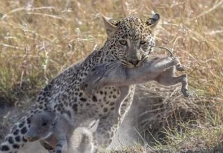 صحنه تماشایی از شکار گراز و سررسیدن کفتار مزاحم یا ناجی