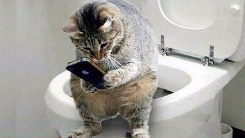 حیوانات بامزه،