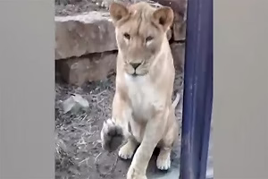 لحظات غافلگیرانه حمله وحشی ترین حیوانات به انسان