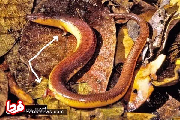 مار دست و پا دار