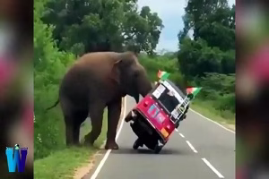 وحشتناکترین حمله حیوانات به انسان