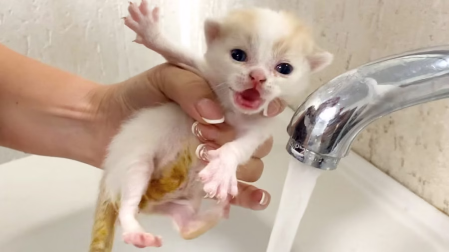 وقت حمام گربه کوچولو بامزه