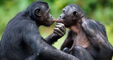 ۱۵ غیر عادی عجیب و غریب جفت گیری در حیوانات