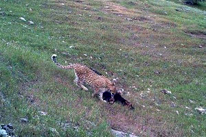 انواع حملات پلنگ به شکار