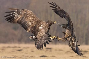 بهترین مستند شکار حیوانات درنده