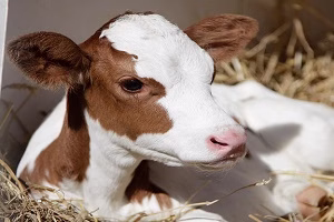 گاو از گوساله اش در برابر شیر محافظت می کند