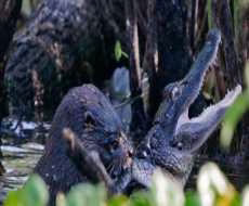 ترسناکترین حیوان ریزجثه که حتی کروکودیل ها ومارها هم ازش جسارتا مثل سگ میترسن HD