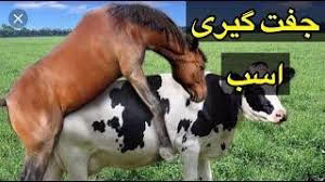 جفت گیری اسب , اسب , جفت گیری حیوانات