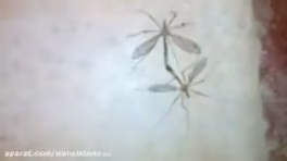 جفت گیری پشه ها / سریعترین جفت گیری بین حیوانات