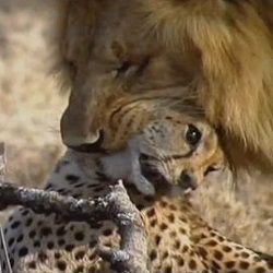 جنگ حیوانات نبرد شیر بوفالو و زرافه