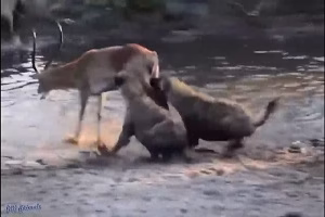 جنگ حیوانات وحشی,مستند,حیوانات,شکار,حیات وحش,راز بقا