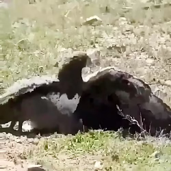 جنگ و شکار حیوانات عقاب و شکار بچه گراز