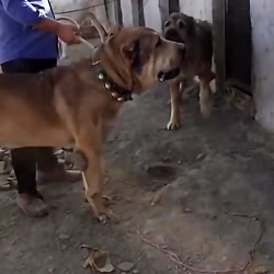 جنگ و نبرد سگ های ریشه دار و اصیل حملات حیوانات وحشی