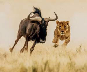 حمله حیوانات و شکار کردن