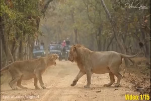 حیات وحش، نبرد سهمگین حیوانات نر در فصل جفت گیری جدید 2020