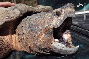 شکار عجیب حیوانات توسط لاک پشت