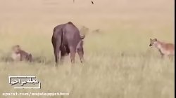 شکار نامردی حیوانات 18