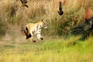 شکار های جالب دیدنی حیوانات که اتفاقی توسط دوربین ضبط شده