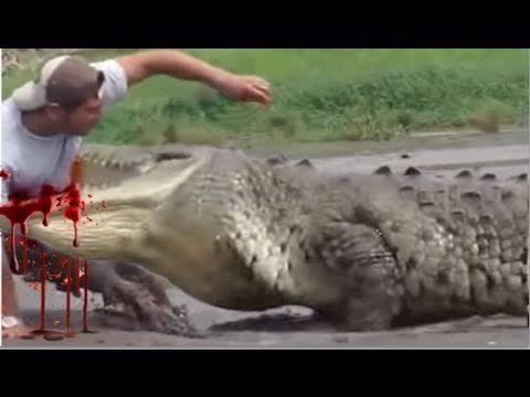 شکار واقعی و فجیع انسان توسط تمساح(حیات وحش) حیوانات وحشی(آپارات)
