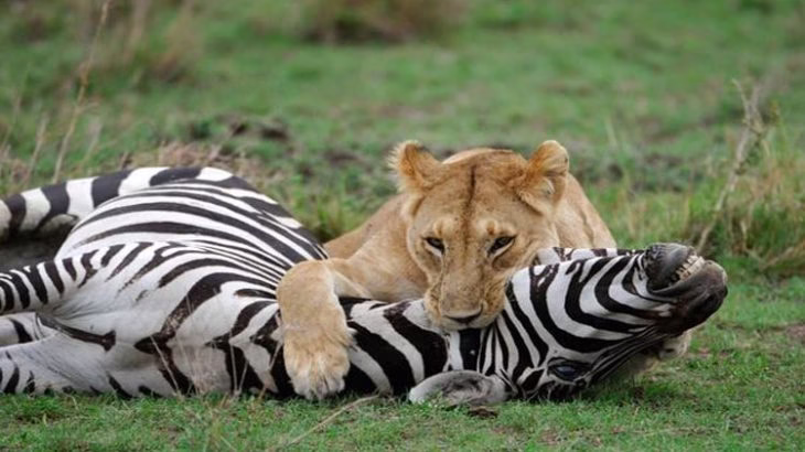 شکار کردن خفن گورخر به وسیله ی شیر درنده