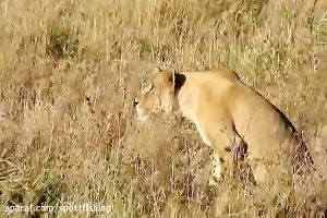 فیلم مستند جنگ و جدال شیرها و حیات وحش افریقا برای شکار حیوانات