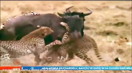 فیلم مستند شکارهای شیرها