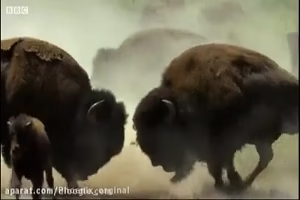 مجموعه شکار و نبرد حیوانات || حیوانات وحشی