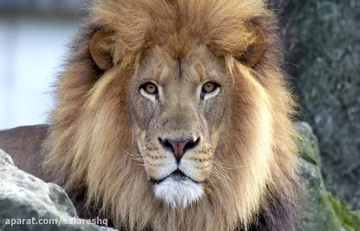 کلیپ ترسناک حمله حیوانات