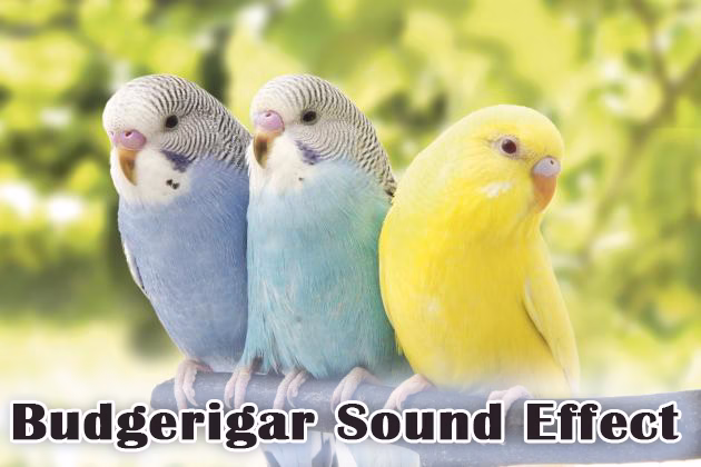 آواز پرنده برای جفت گیری