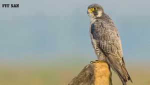 جانورانی که از دست شاهین آسایش ندارند