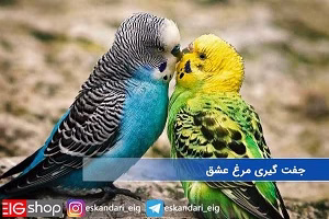 جفت گیری دو مرغ عشق