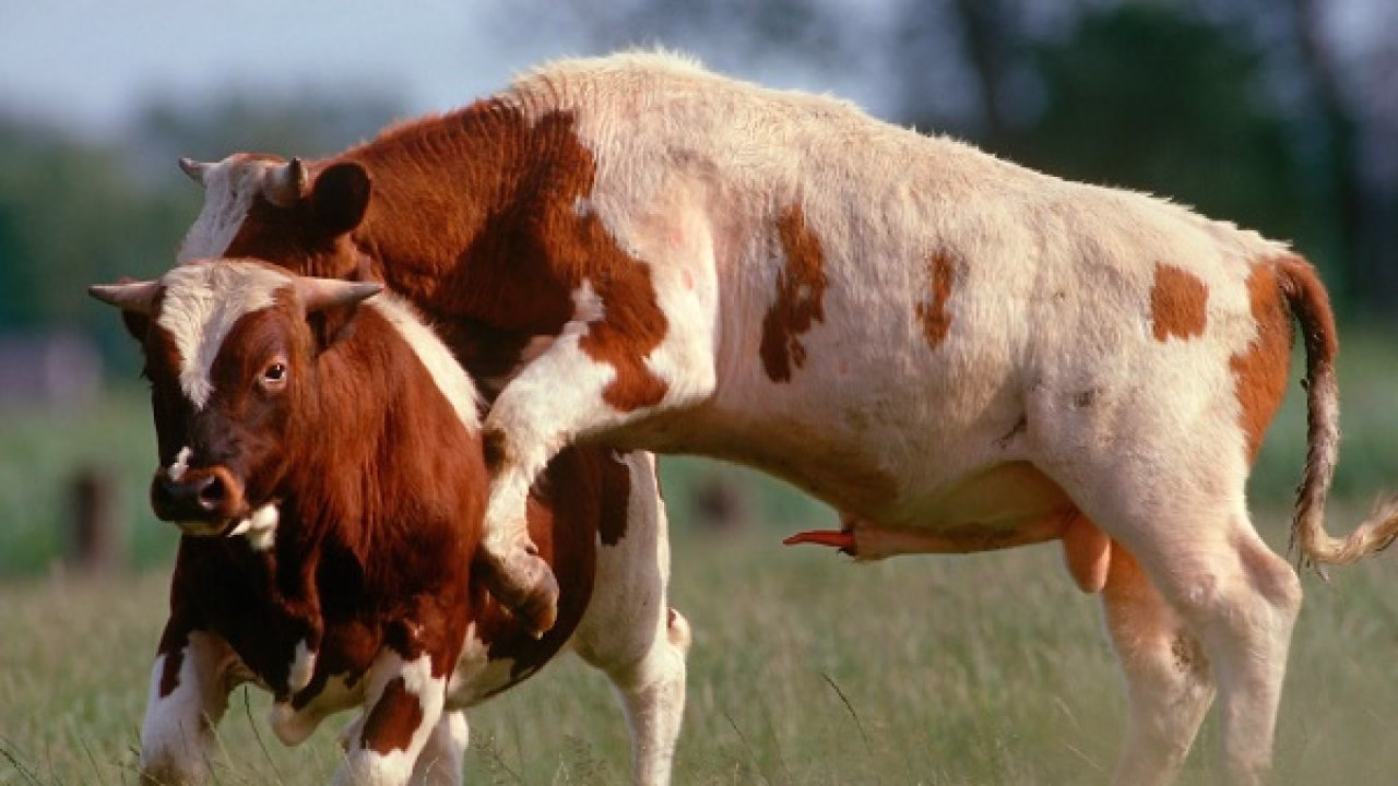 جفت گیری گاو