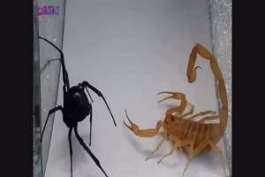 جنگ عقرب سیاه من با رتیل... میخواستم رتیل رو بدم بخوره ولی... !!!