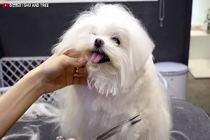 حمام کردن و کوتاه کردن موهای سگ کوچولوی بامزه