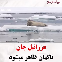 حمله باور نکردنی کوسه به فوک دریایی !!!